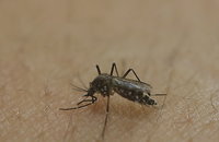 소두증 바이러스 아시아 지역까지 퍼졌을 가능성 있어...법적 감염병 등록 필요