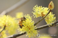[날씨] 완연한 봄 날씨…주말까지 기온 올라