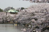도쿄의 벚꽃