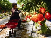 경남 산청의 딸기 농가에서 CJ프레시웨이에 공급할 딸기 출하를 위해 구슬 땀을 흘리고 있다