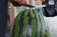 "16㎏짜리 초대형 수박 구경하세요"
