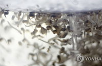 모기로 모기를 막는다..지카 저항력 모기 투입