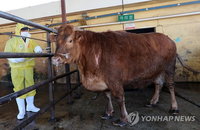 수상한 한우 가격… "소매-도매 가격차 확대는 문제 있다"