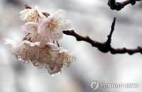 [주말날씨] 흐린 주말…중부·남부에 '봄비 소식'