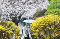 [내일날씨] 서울 벚꽃 공식 개화…내일 5월 초순 봄날씨