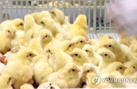 신선란·산란계 병아리 수입 늘린다