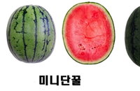 일반수박 3분의1 크기 '미니수박'··· 2종 개발돼