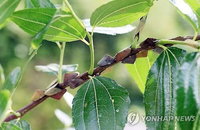 충남 여름 돌발해충 발생면적 13% 증가.. 지나 겨울 포근한 날씨 탓..