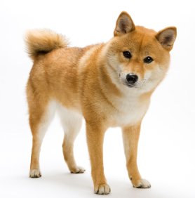 시바견
