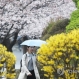 [내일날씨] 서울 벚꽃 공식 개화…내일 5월 초순 봄날씨