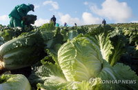 추석 앞두고 배추·무 가격 하락세 전환…작년보다 가격 비싸