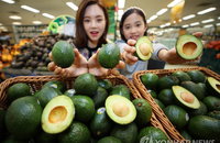아보카도 오일 효능이 뭐길래?... 아보카도보다 섭취 효과 12배