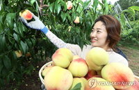 복숭아·양파 재배 농가 총수입 최다...보리 ‘사양 농작물’