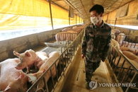 신종 돼지독감 'G4' 중국서 2016년부터 퍼져…대유행 우려