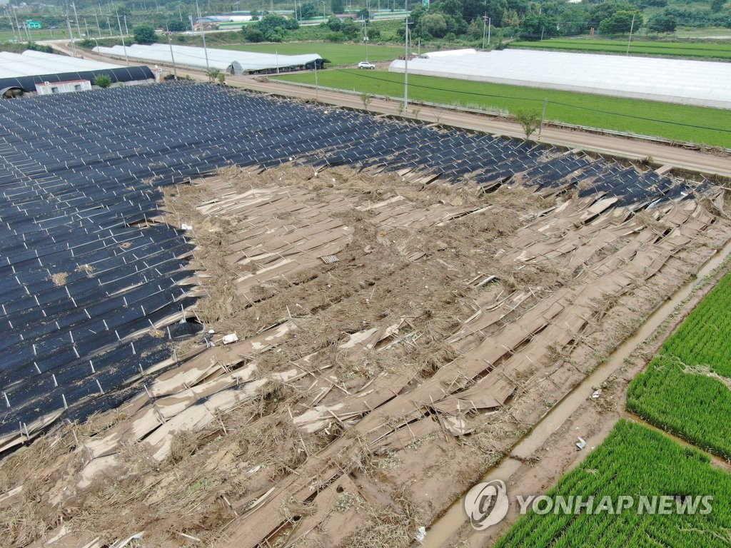 충남 천안의 인삼밭