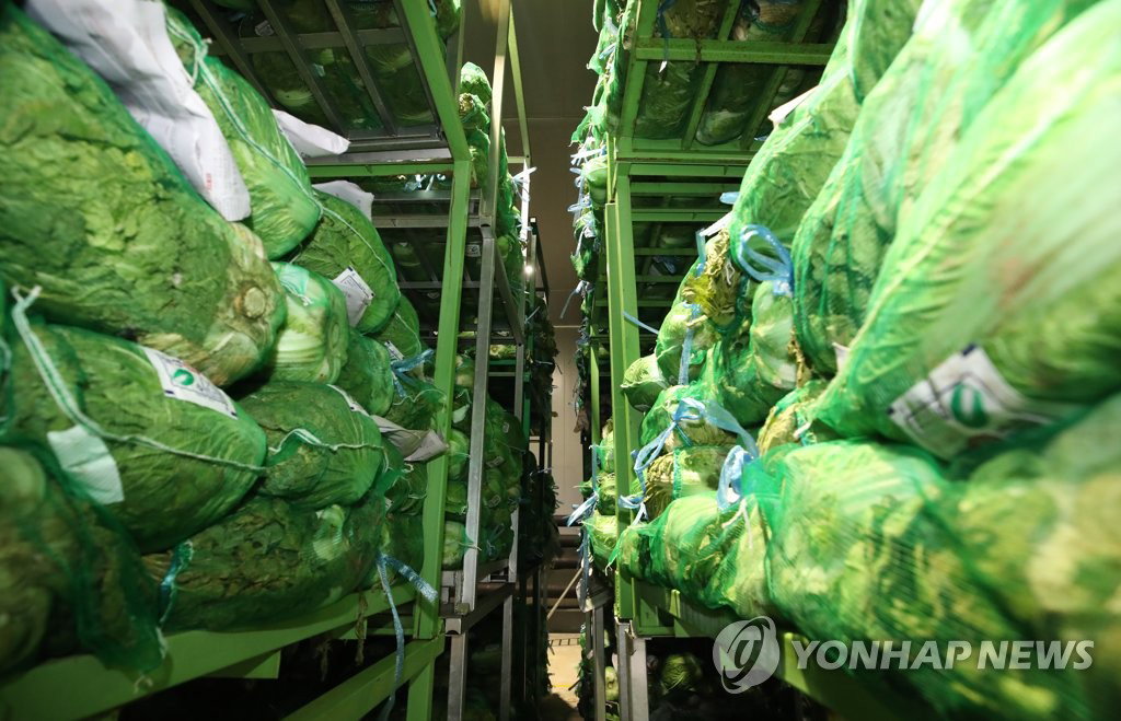 배추