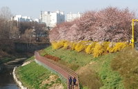 [포토] 반포천 벚꽃 개화·만개
