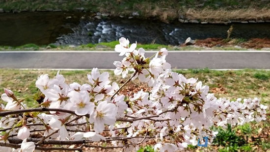 ▲ 반포천과 벚꽃
