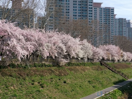 서울 서초구 반포천 벚꽃길