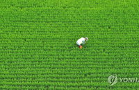 5일 전국 장마 속으로…제주 최대 100㎜ 이상