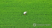 5일 전국 장마 속으로…제주 최대 100㎜ 이상