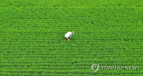 전날부터 장맛비가 내린 소강상태를 보인 4일 오전 전남 구례군 구례읍에서 농민이 논에 나와 피를 뽑으며 논을 살피고 있다. 지난해 수해로 큰 피해를 본 경험이 있는 구례 등 전남 일부 시군은 올해 장마가 시작되자 비상 근무에 돌입하는 등 긴장한 모습을 보였으나, 다행히 밤사이 큰 피해는 발생하지 않았다. 2021.7.4