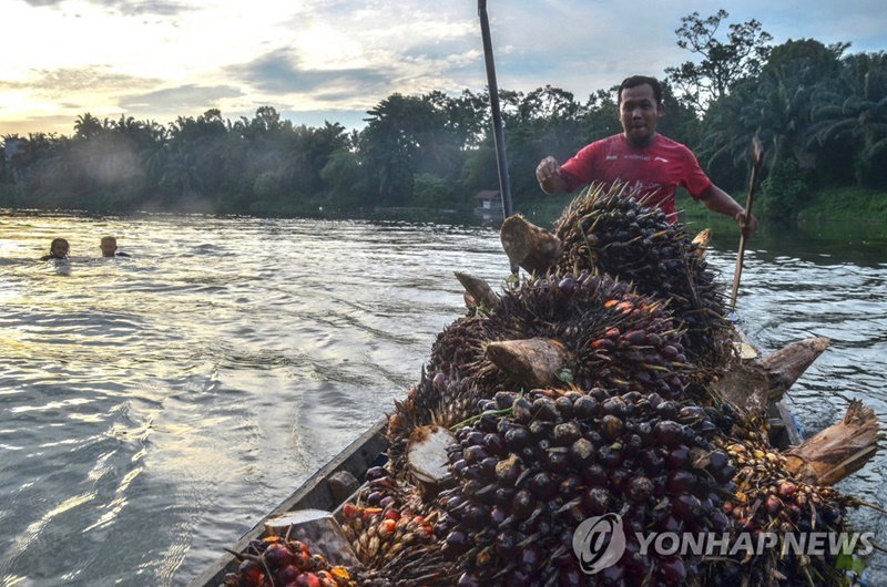 팜오일의 원료인 야자열매를 나르는 인도네시아 농부 [AFP 연합뉴스 자료사진. 재판매 및 DB 금지]