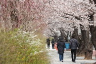 벚꽃 피니 주변 상권 매출 급증