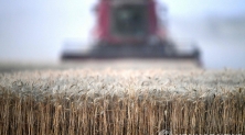 프랑스 밀 수확 모습 [AFP 연합뉴스 자료사진. 재판매 및 DB 금지]