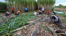 베트남 남부 속짱성에서 사탕수수를 수확중인 농부들 [VN익스프레스 사이트 캡처. 재판매 및 DB 금지]
