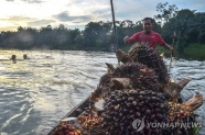 팜오일의 원료인 야자열매를 나르는 인도네시아 농부 [AFP 연합뉴스 자료사진. 재판매 및 DB 금지]