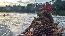 팜오일의 원료인 야자열매를 나르는 인도네시아 농부 [AFP 연합뉴스 자료사진. 재판매 및 DB 금지]