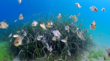 해양 생태계 챙기는 효성 조현준 회장 친환경 행보 잘피