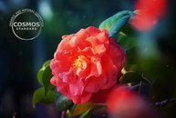 아모레퍼시픽 동백 원료, COSMOS 표준 성분 승인