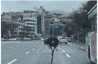 탈출한 타조 1시간만에 포획