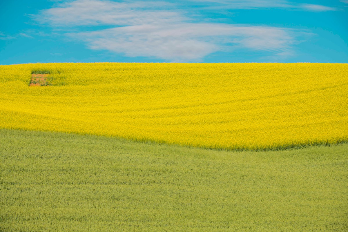 [들녘의 창/Palouse, WA. 156cm X 104cm 2023]