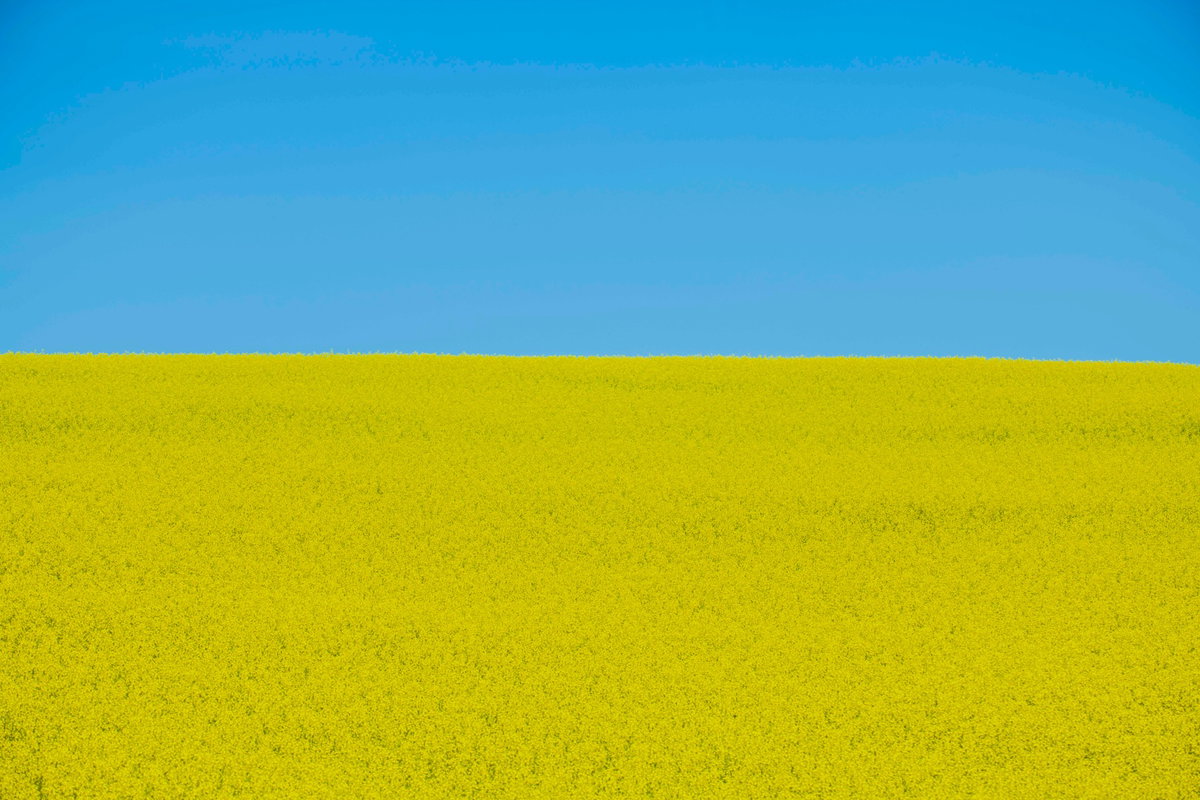 [사랑의 꿈/Palouse, WA. 156cm X 104cm 2022]