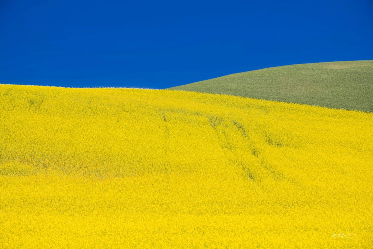 [소풍/Palouse, WA. 156cm X 104cm 2023]