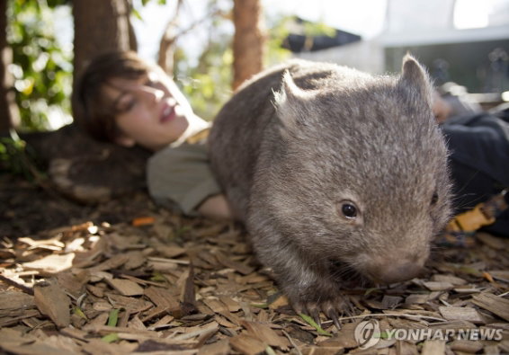 웜뱃 새끼