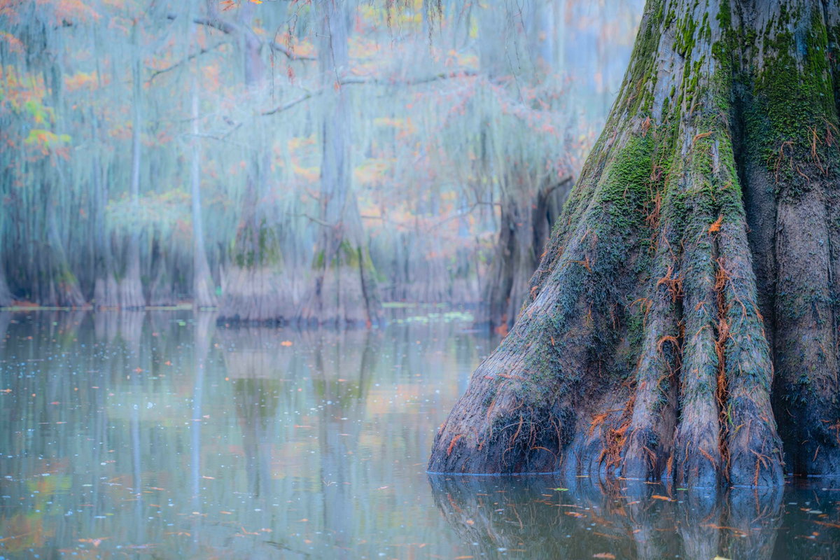 [Title: The Secret Garden, Location: Caddo Lake 2024/ Size: 가로 156cm X 세로 104cm]