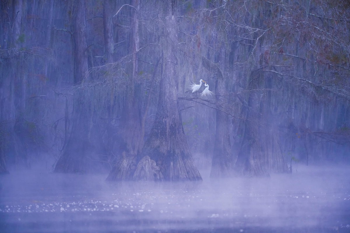 [Title: 백로의 사랑, Location: Caddo Lake, TX 2024/ Size: 가로 156cm X 세로 104cm]