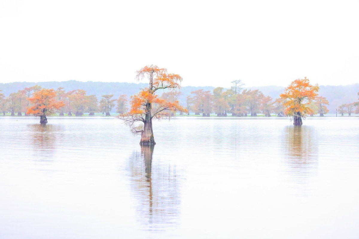 [Title: Title: Life of Trees, Location: Caddo Lake, TX. 2024/Size: 가로 100cm X 66.5cm]
