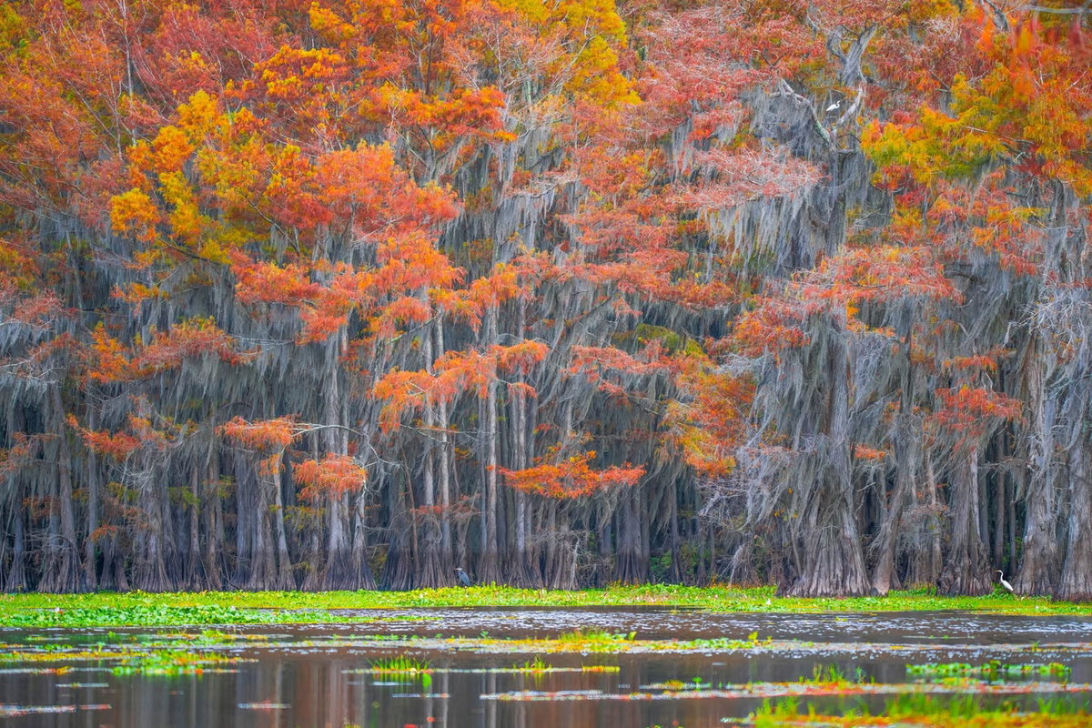 [Title: 나무들의 합창, Location: Caddo Lake, TX 2024/Size: 가로 156cm  X 세로 104cm]