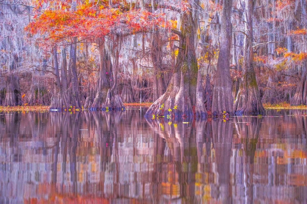 [Title: 신비의 호수, Location: Caddo Lake, TX 2024/ Size: 가로 156cm X 세로 104cm]