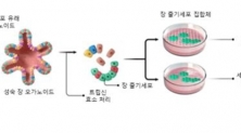 한국생명공학연구원이 개발한 줄기세포 농축 배양 기술 모식도 [한국생명공학연구원 제공]