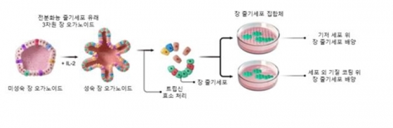 한국생명공학연구원이 개발한 줄기세포 농축 배양 기술 모식도 [한국생명공학연구원 제공]