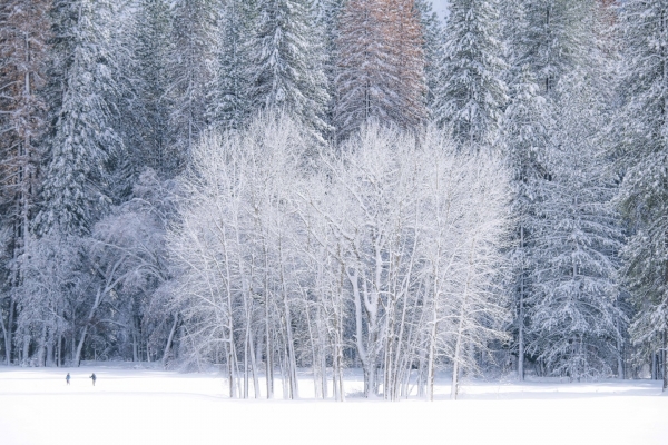 [Love Story in Winter/Yosemite National Park, CA. 156cm X 104cm 2019]