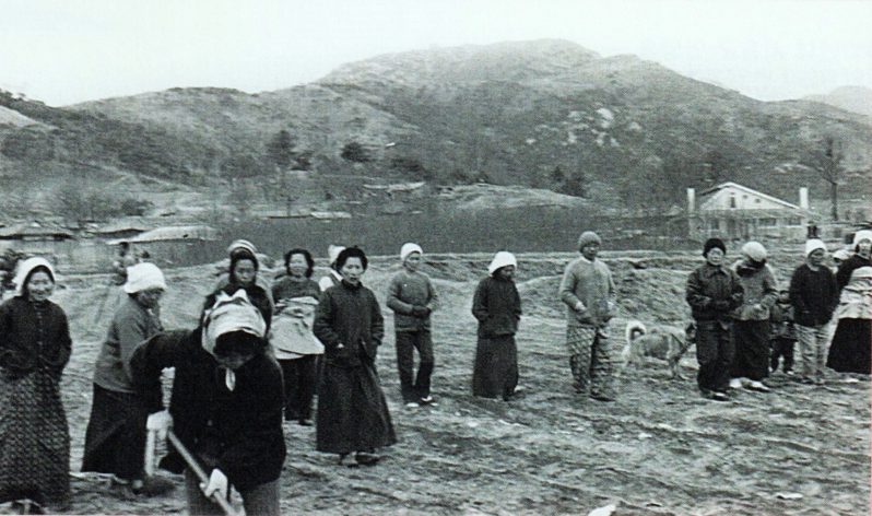 [1960년대 시흥군 안양읍 비산2리 동네 주민들이 보리밭 밟기 작업을 하고 있다, 사진=안양기록사진집]