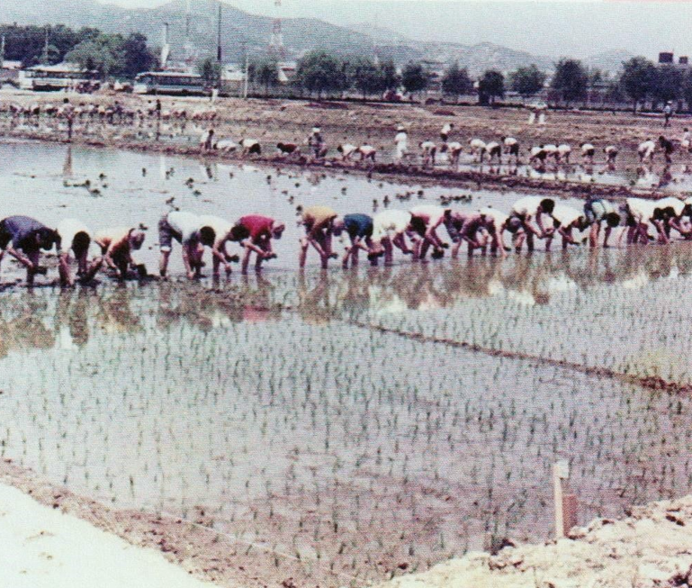 [1973년 6월 안양 평촌 들녘에서 모내기하는 사진이다. 1970년 대만 해도 안양은 농업에 종사하는 농가가 많았던 관계로 농번기 모내기 철이 되면 일손이 부족하여 관내 기 관. 단체. 새마을지도자들이 농촌일손돕기 운동을 실시했다]