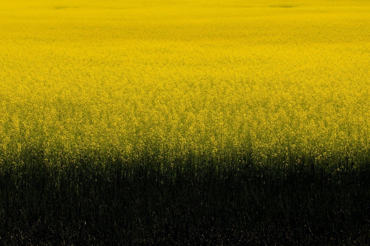  [그대 내 품에, Location:Palouse, WA. Year Created: 2022 Size: 156cm X 104cm]
